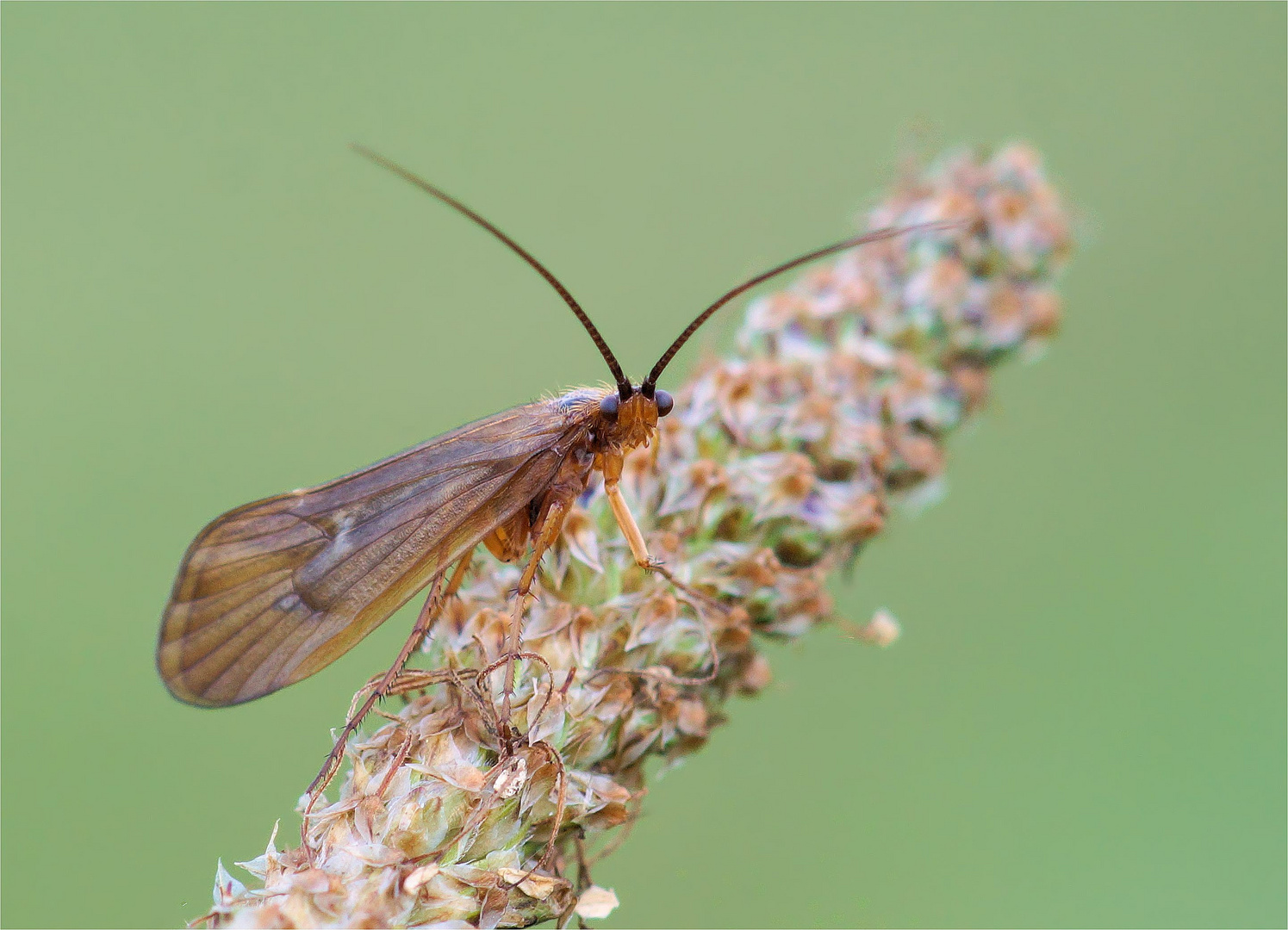 Köcherfliege an der Ilmenau