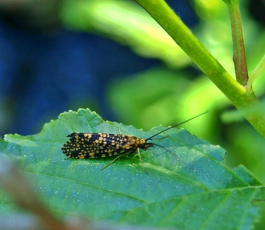 Köcherfliege