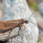 Köcherfliege (Chaetopteryx villosa) in der Nähe vom Bergbach. *