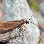 Köcherfliege (Chaetopteryx villosa) in der Nähe vom Bergbach. *