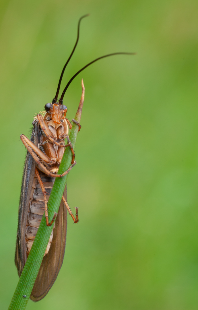 Köcherfliege