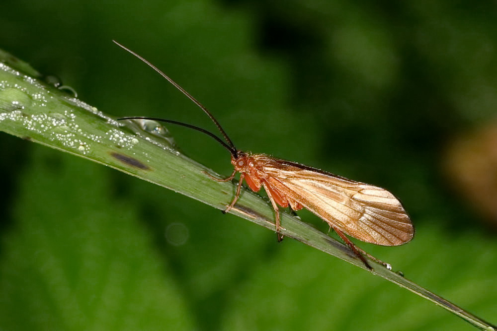 Köcherfliege