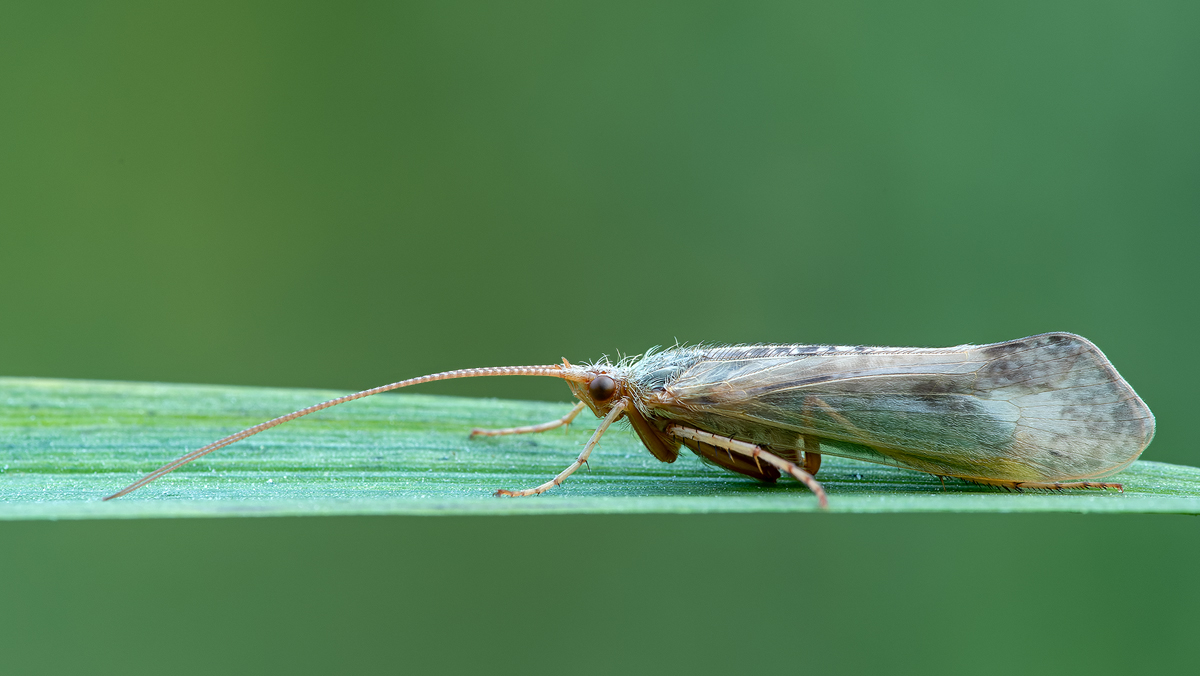 Köcherfliege