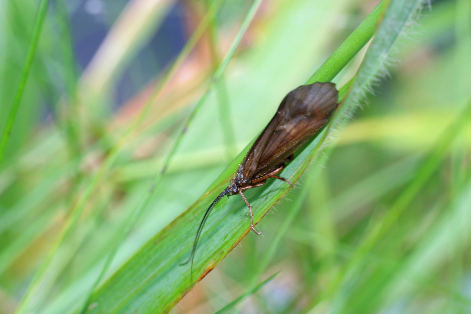 Köcherfliege