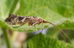 Köcherfliege Glyphotaelius pellucidus