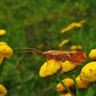 Köcherfliege im Herbst