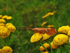 Köcherfliege im Herbst