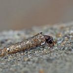 Köcherfliege in ihrem Köcher! - Une larve dans son fourreau.