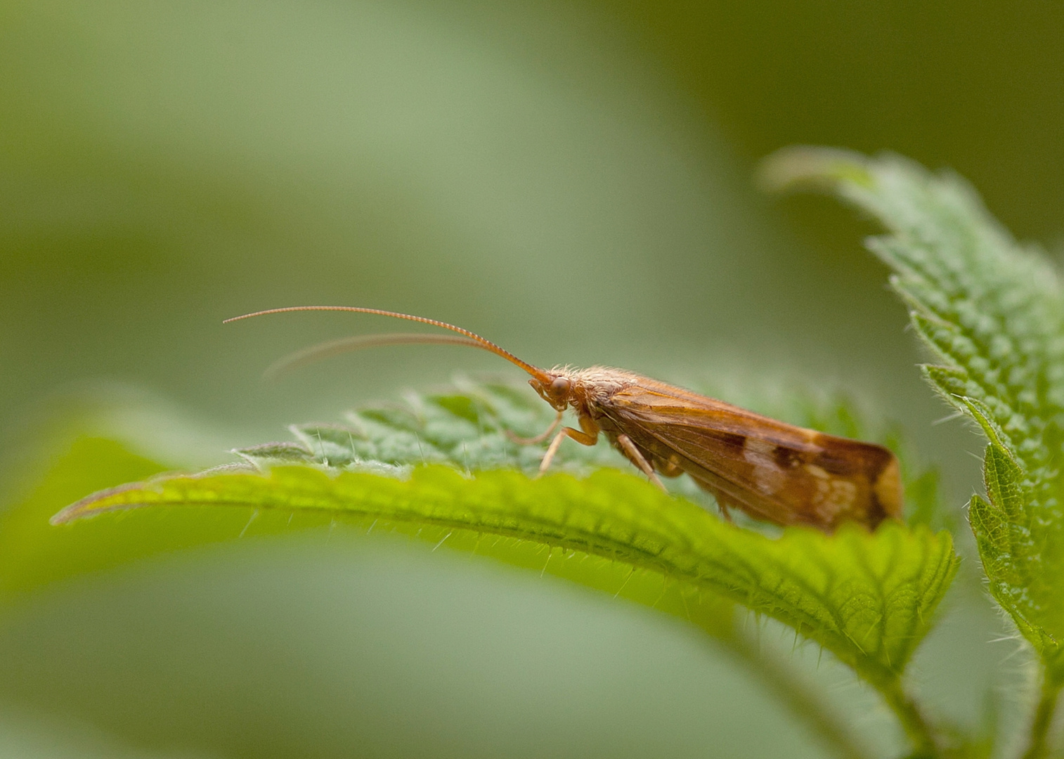 Köcherfliege Limnephilidae