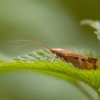 Köcherfliege Limnephilidae