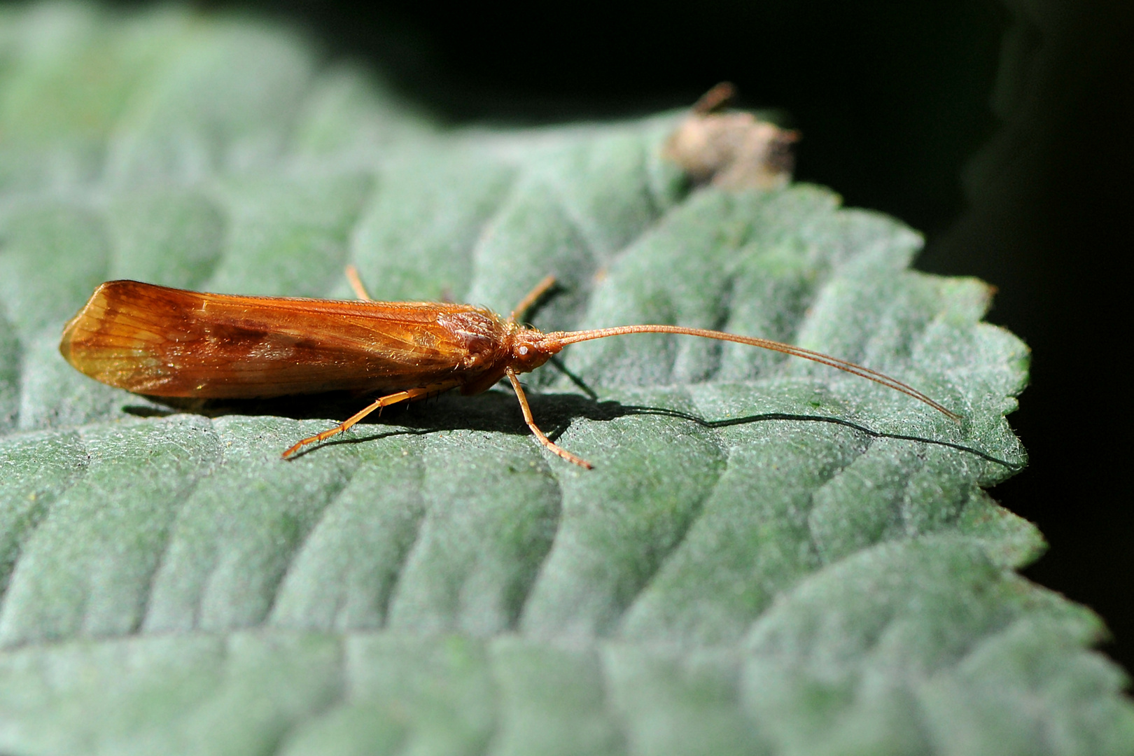 Köcherfliege (Limnephilus lunatus)