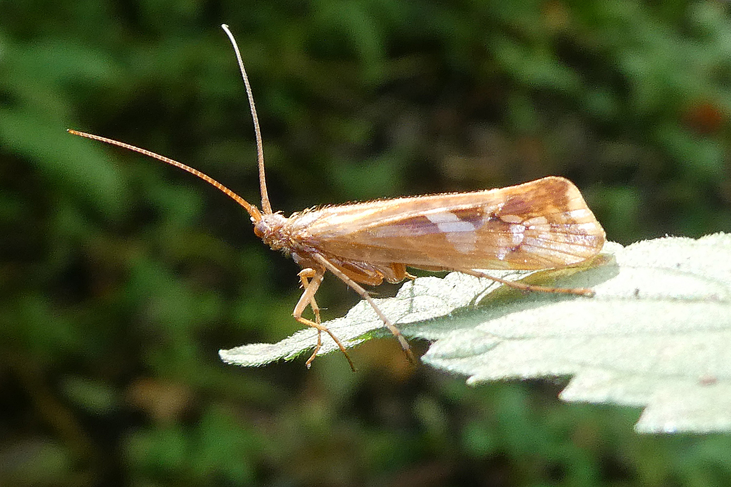 Köcherfliege - Mond-Köcherjungfer