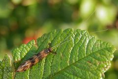 Köcherfliege (Mystacides longicornis)