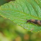 Köcherfliege (Mystacides longicornis) von der Seite