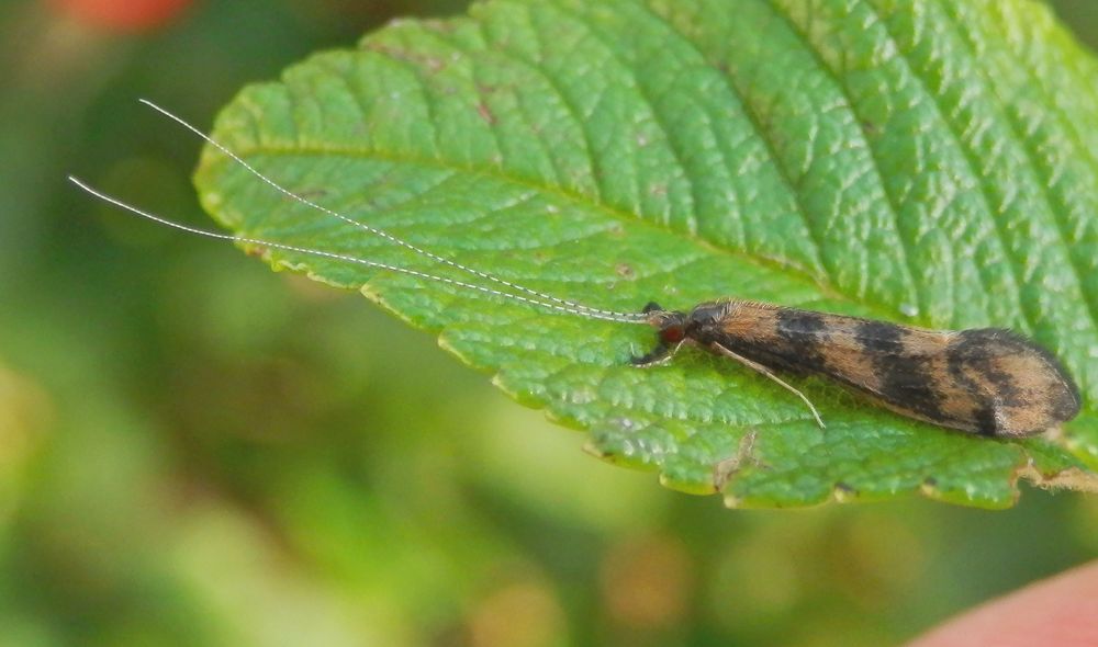 Köcherfliege (Mystacides longicornis) von der Seite