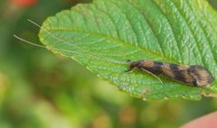 Köcherfliege (Mystacides longicornis) von der Seite