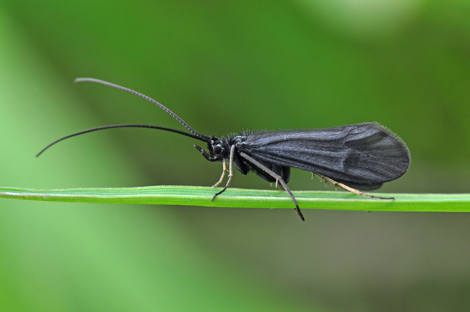 Köcherfliege (Notidobia ciliaris)