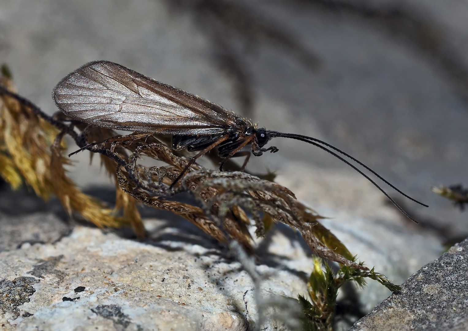 Köcherfliege (Ordnung Trichoptera) *