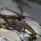 Köcherfliege (Ordnung Trichoptera) *