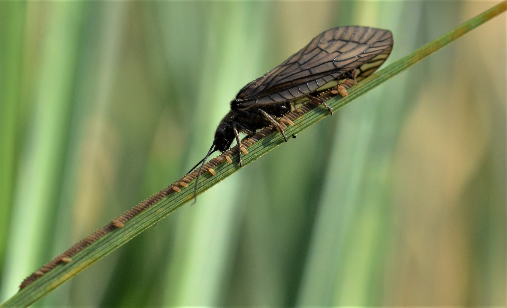 Köcherfliege Potamophylax.......