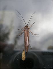 Köcherfliege (Trichoptera)