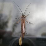 Köcherfliege (Trichoptera)