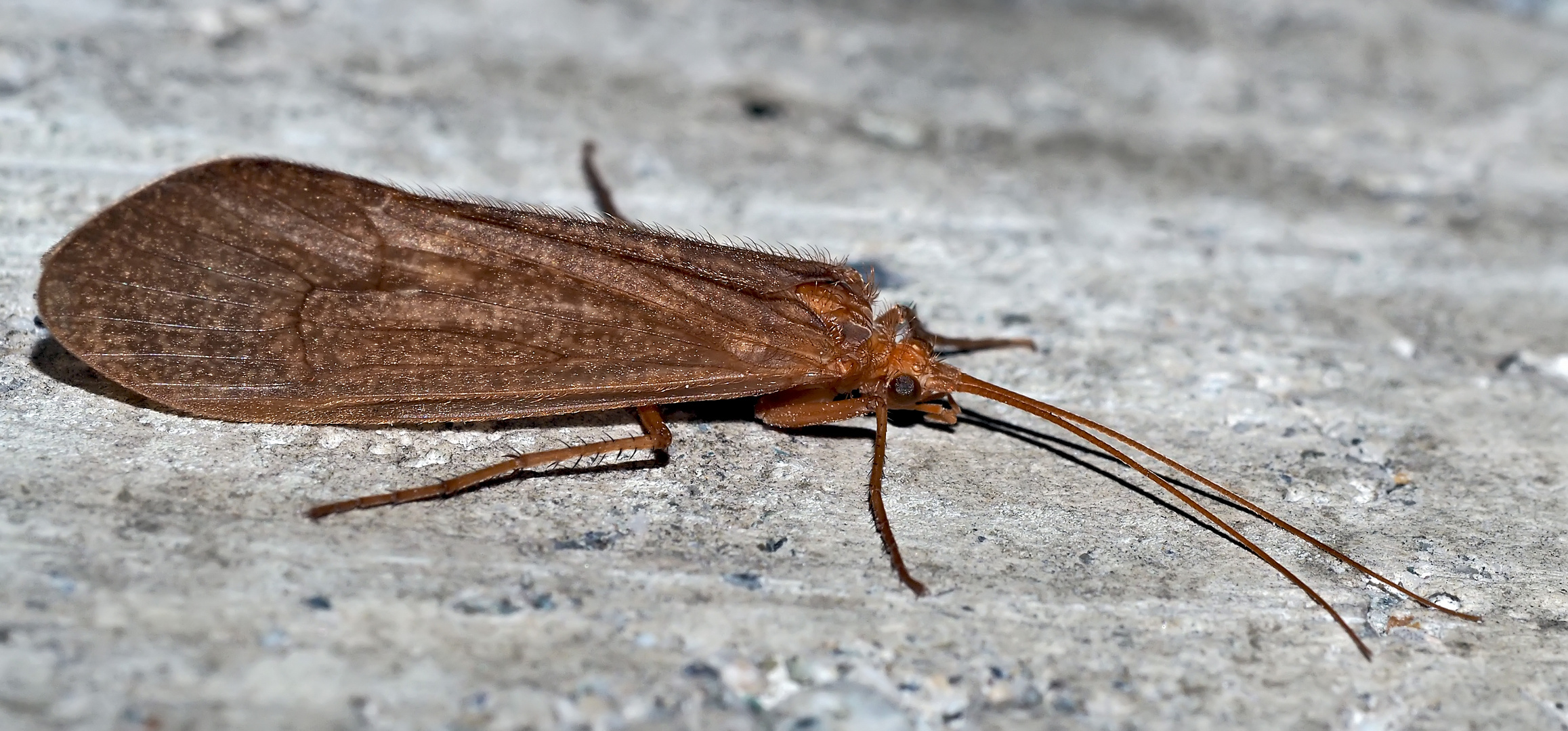 Köcherfliege (Trichoptera) - Trichoptère: un insecte. 