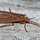 Köcherfliege (Trichoptera) - Trichoptère: un insecte. 