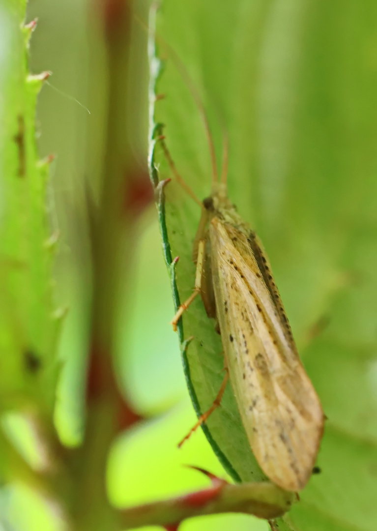 Köcherfliege,Grammotaulius nigropunctatus