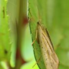 Köcherfliege,Grammotaulius nigropunctatus