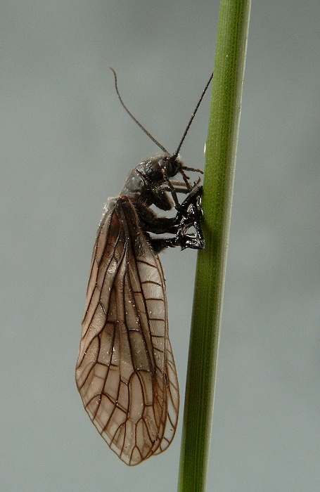 Köcherfliegen alias Schlammfliegen