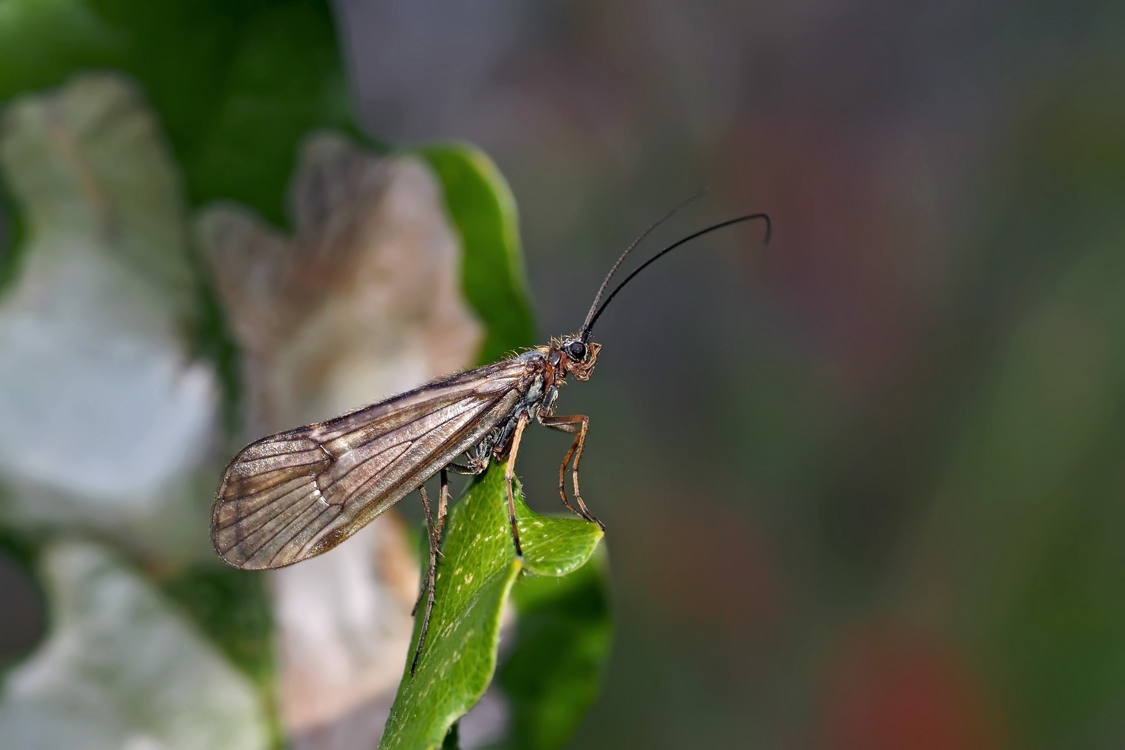 Köcherfliegen (Allogamus auricollis) sind abhängig von sauberen Gewässern ...