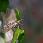 Köcherfliegen (Allogamus auricollis) sind abhängig von sauberen Gewässern ...