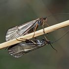 Köcherfliegen (Allogamus auricollis) - Un couple de trichoptères.