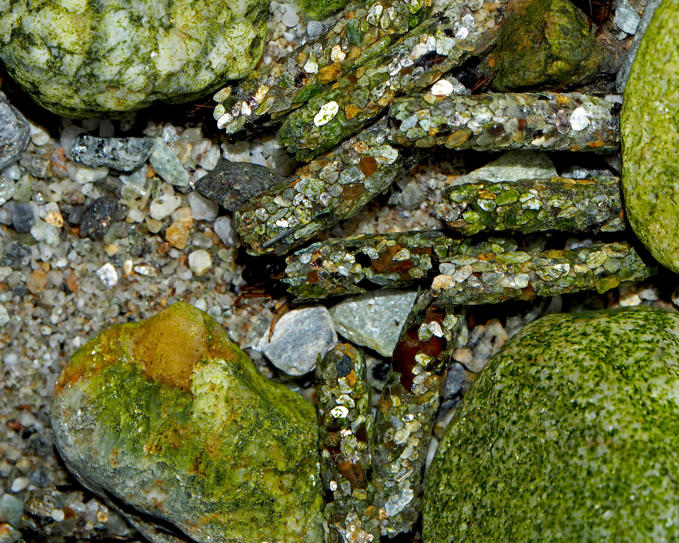 Köcherfliegen-Larven (Trichoptera) im Bergbach.