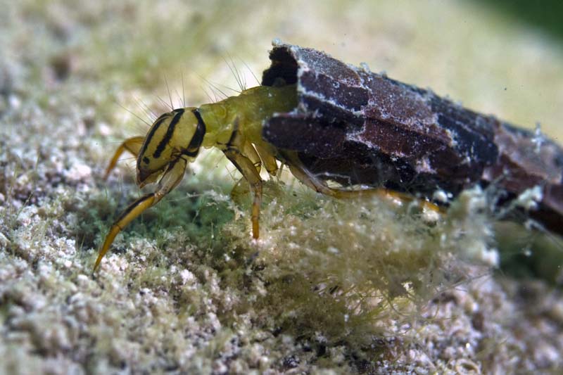 Köcherfliegenlarve Foto & Bild unterwasser, uwsüsswasser, natur