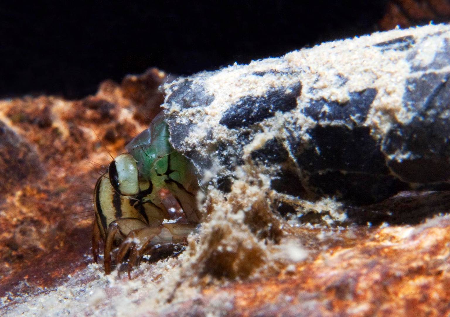 Köcherfliegenlarve im Süsswasser