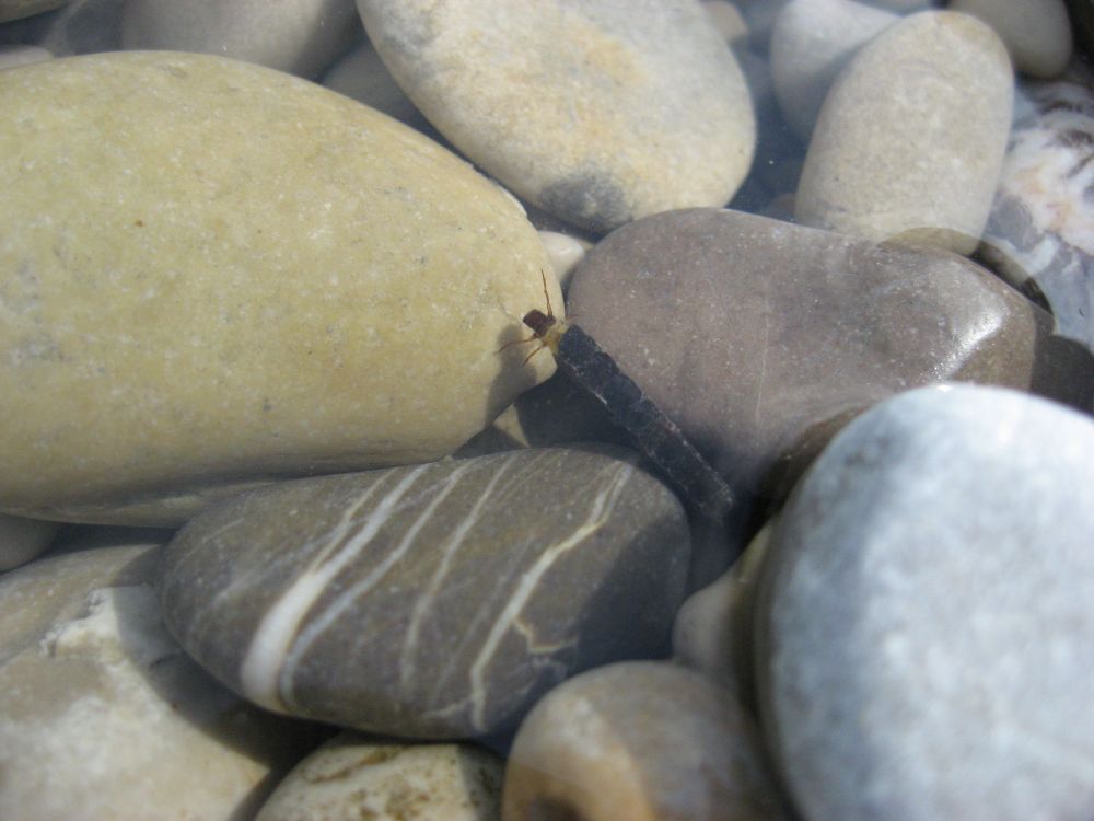 Köcherfliegenlarve in der Isar