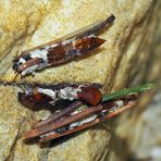 Köcherfliegenlarve (Trichoptera) 