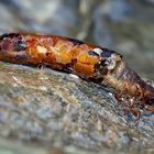 Köcherfliegenlarve, wahrscheinlich Potamophylax sp., Limnephilidae.* - Une larve dans son fourreau. 