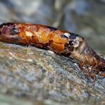 Köcherfliegenlarve, wahrscheinlich Potamophylax sp., Limnephilidae.* - Une larve dans son fourreau. 