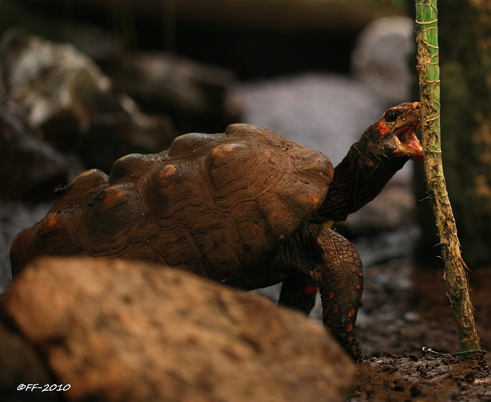 ... Köhler-Schildkröte ...