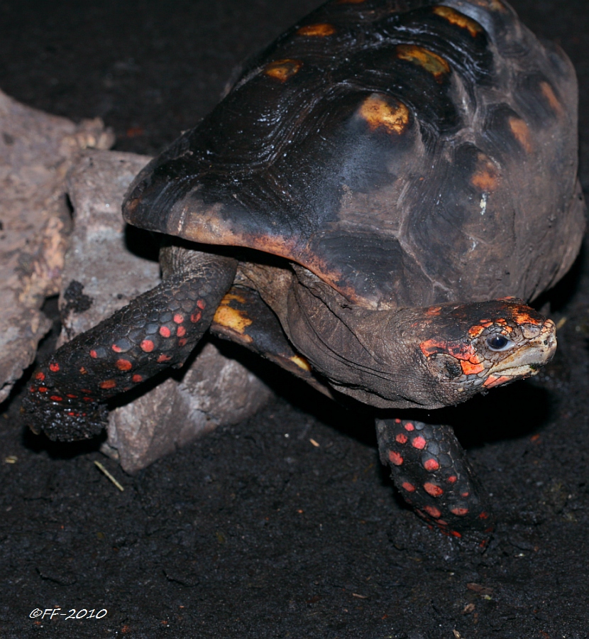Köhler-Schildkröte (II)
