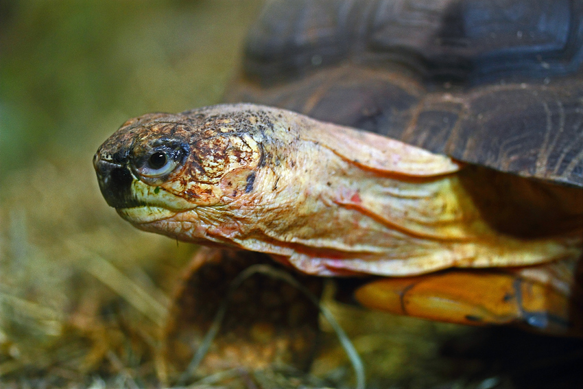 Köhlerschildkröte