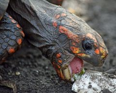 Köhlerschildkröte