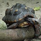 Köhlerschildkröte - Chelonoidis carbonarius -