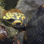 Köhlerschildkröte - eine wenig bekannte Schildkrötenart