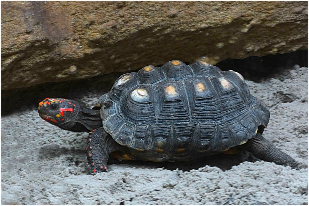 Köhlerschildkröte (Zoo Neuwied)