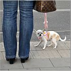 Köhund mit Spiegelei