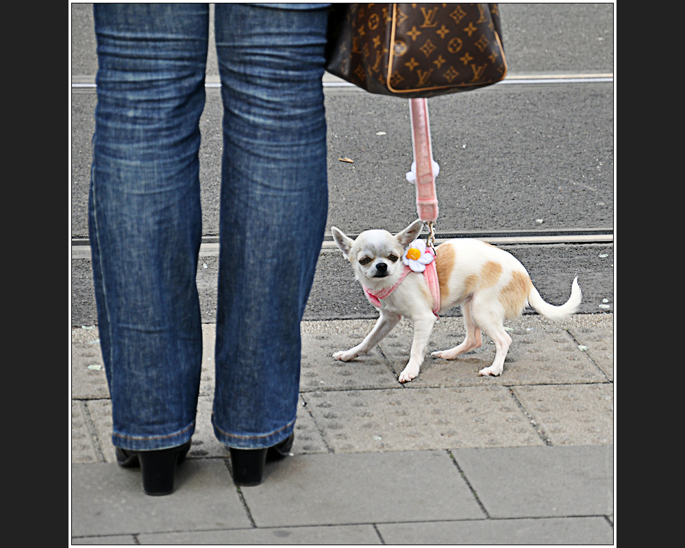 Köhund mit Spiegelei